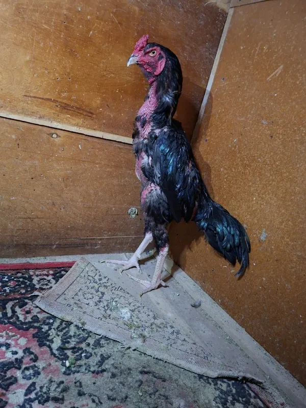 Dakan xoʻrozlar sotiladi 1