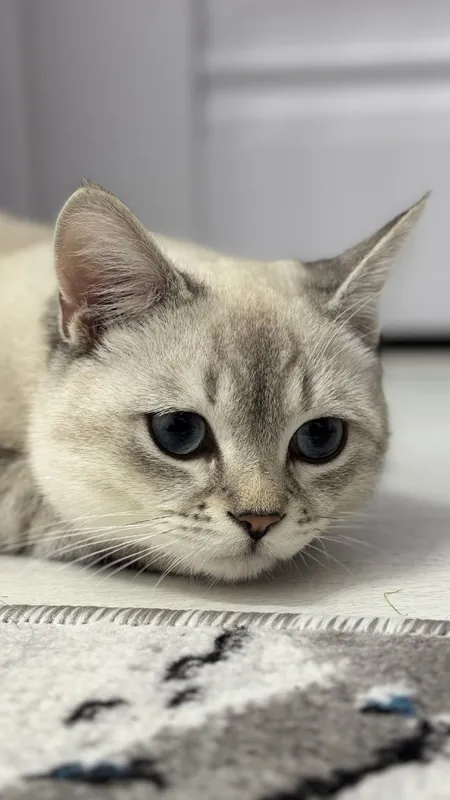 British Shorthair mushuk sotiladi