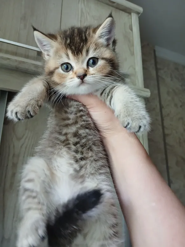 продаю котёнка девачку