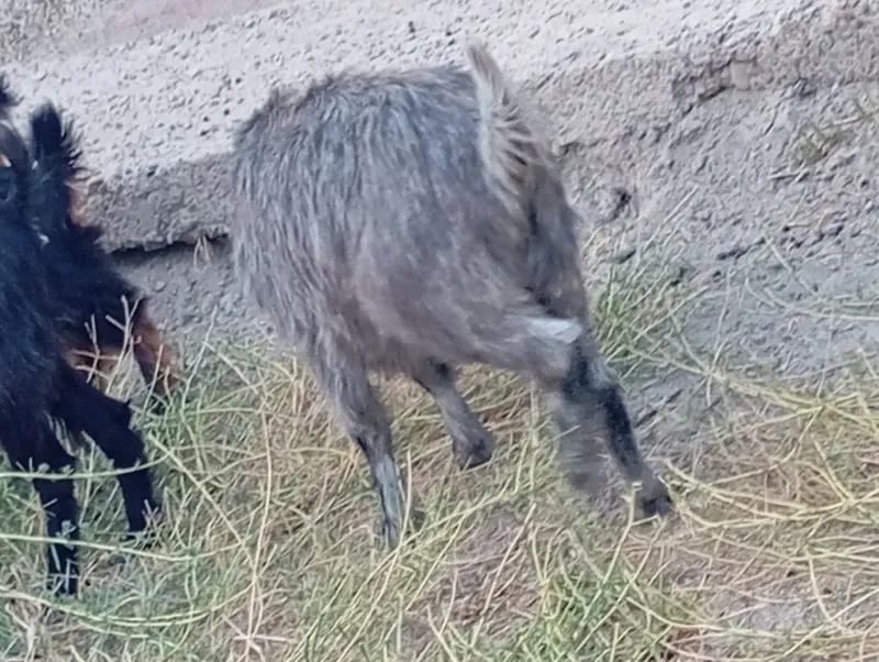 Bo'g'oz echki sotiladi 4 Bo'g'oz echki sotiladi 4