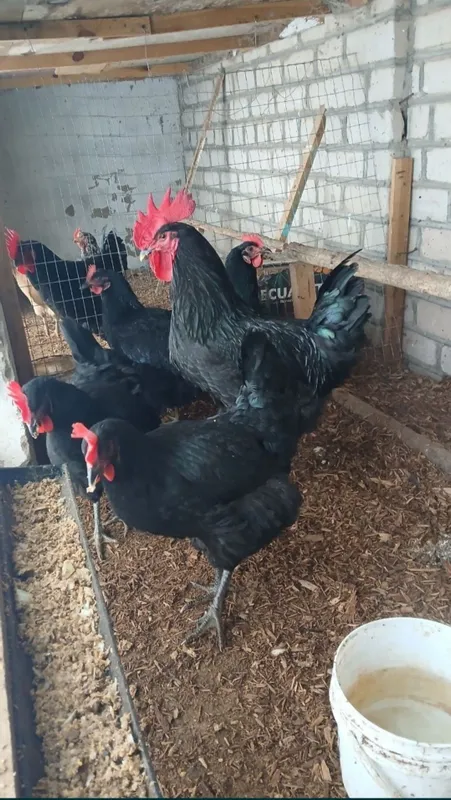 Gigant qora shahzoda tuxumlari sotilodi. Manzil Xiva shahri
