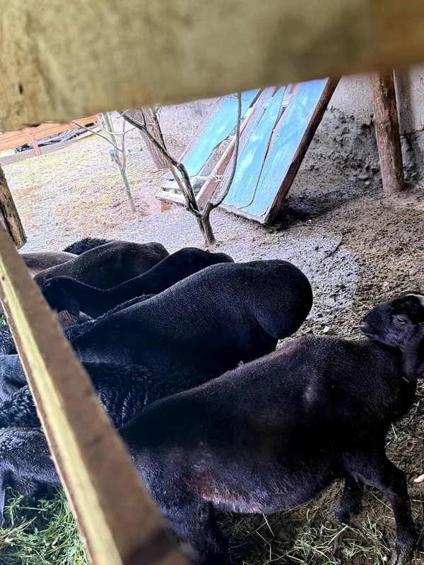 Кочкор яхши бокилган байрамга тиш бузмагае — фото 2