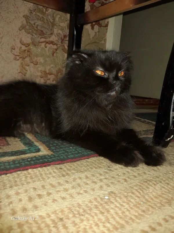 Срочно продаётся ! Кошка, скотиш фолд.