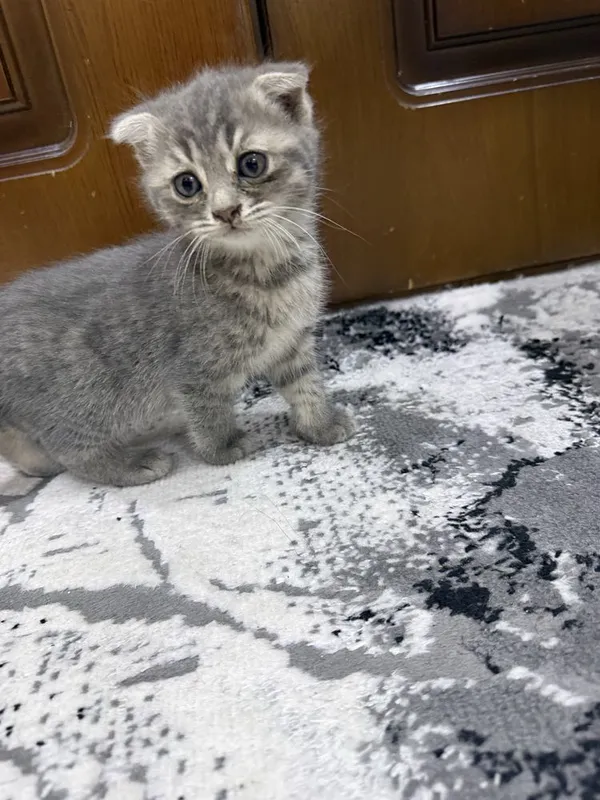 Котенок пародии Русско голубой