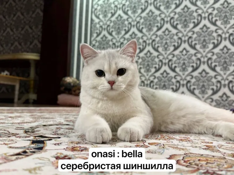 Серебристая Шиншилла (Отаси Монте асалча) 1