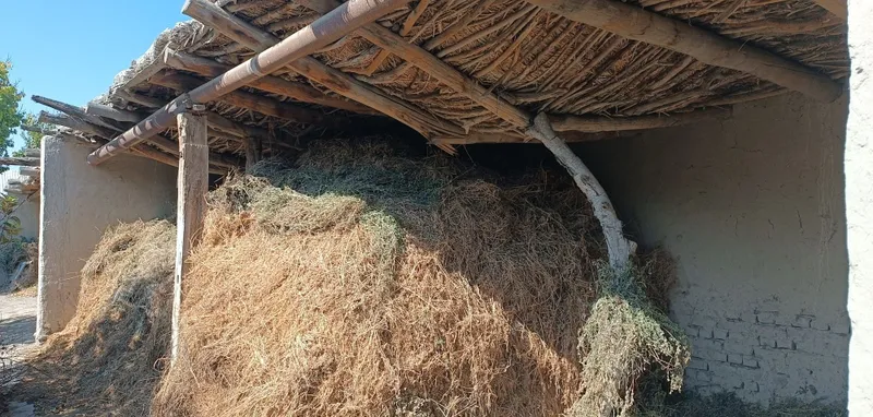 Качественное сено из люцерны по низкой цене 5 Качественное сено из люцерны по низкой цене 5