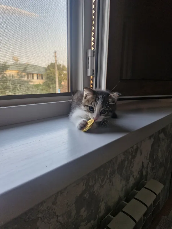 Отдам котят в добрые руки 1 Отдам котят в добрые руки 1