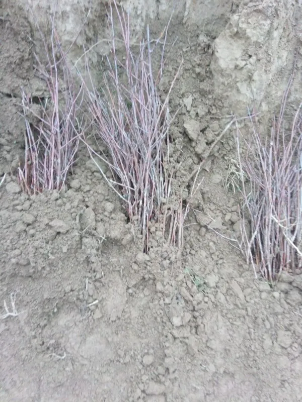 Gilos koʻchat. Gilos