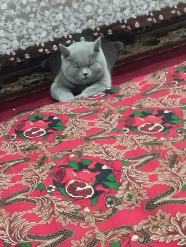 кот 3 кот 3