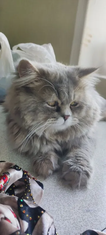 Uyda tukli mushuklar