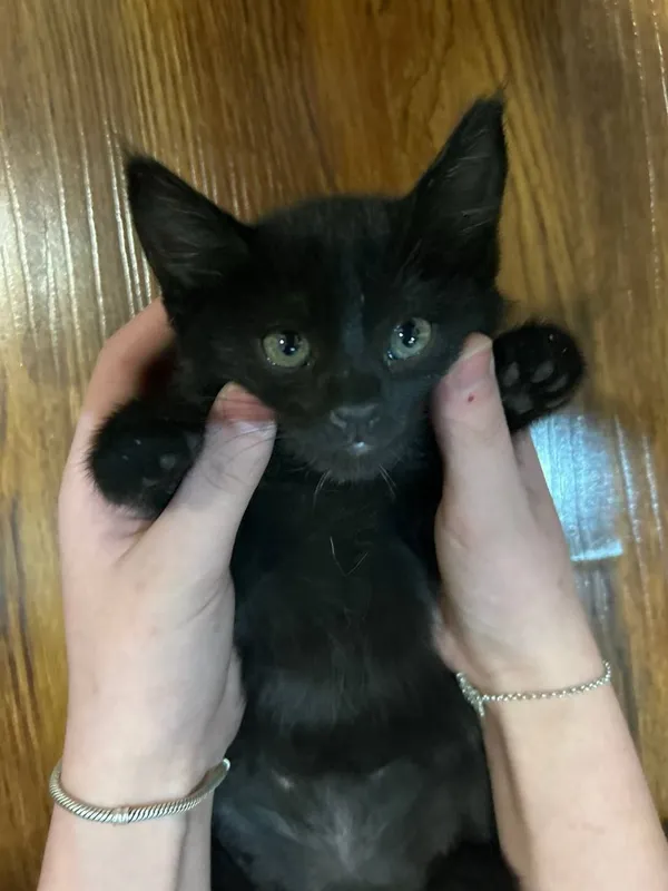 котёнок в добрые руки 3
