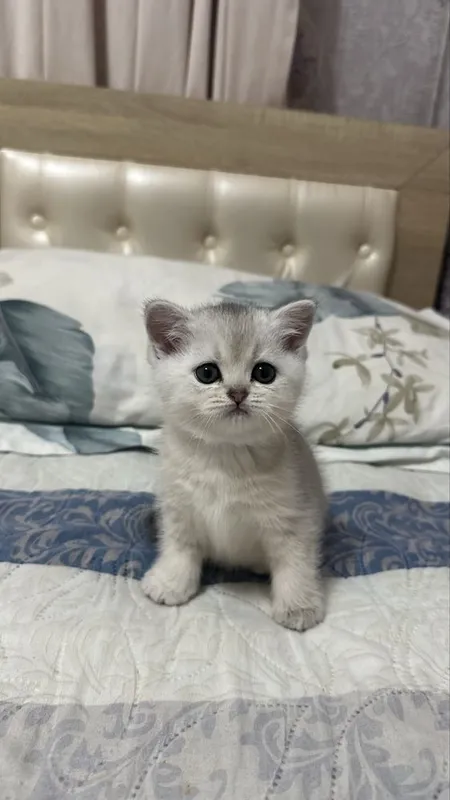Котёнок серибристая шиншила 2 месяца девочка! 1 Котёнок серибристая шиншила 2 месяца девочка! 1