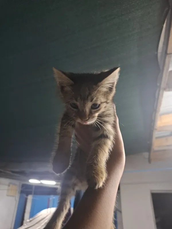 Отдам котят в хорошие руки 1
