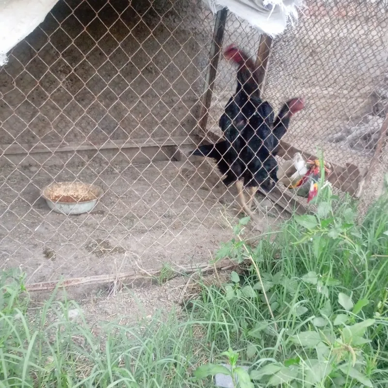 Kulangi xöroz bn tovuq 5 Kulangi xöroz bn tovuq 5