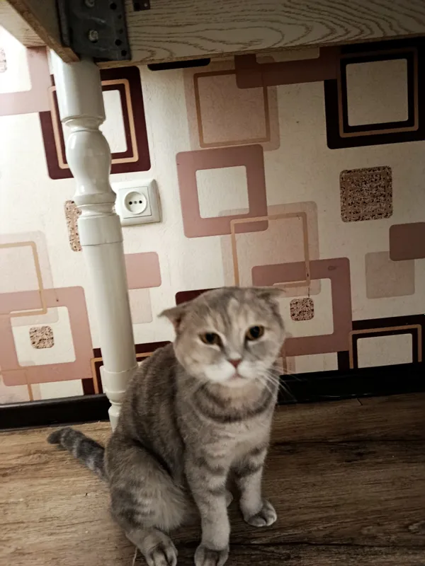скотиш фолд мушук киз бола 5 скотиш фолд мушук киз бола 5