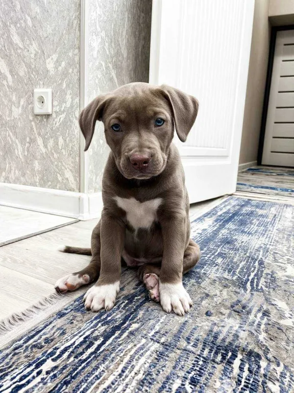 Продам чистокровных щенков питбуль Red Nose The red nose pit bull 6 Продам чистокровных щенков питбуль Red Nose The red nose pit bull 6