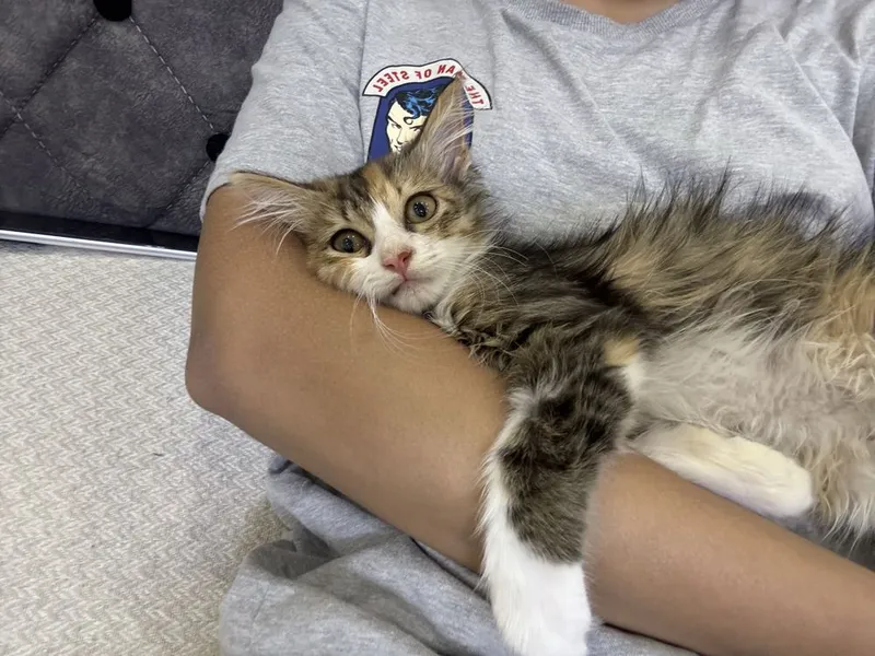 Котенок бесплатно 4 Котенок бесплатно 4
