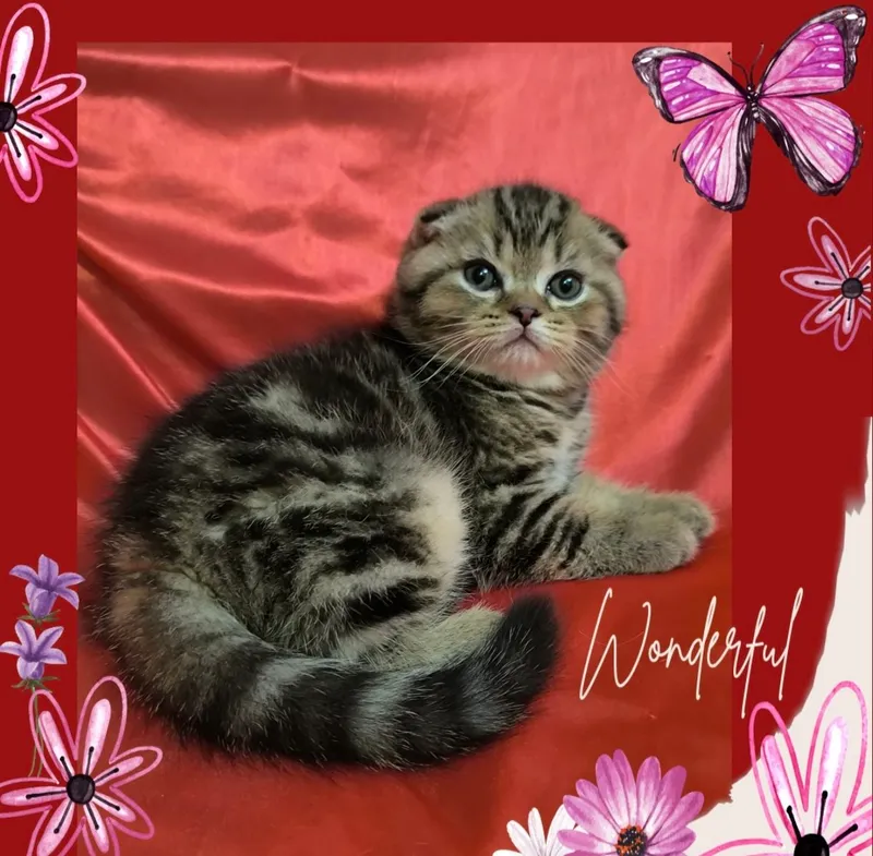 продам шотландского котенка — фото 1