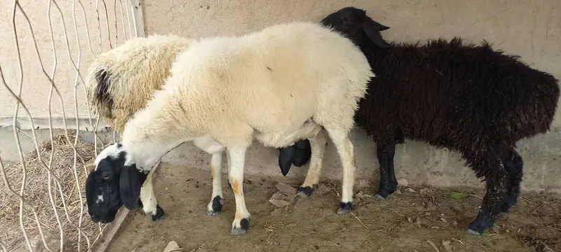 Эгизчи кора кулок бугоз куй