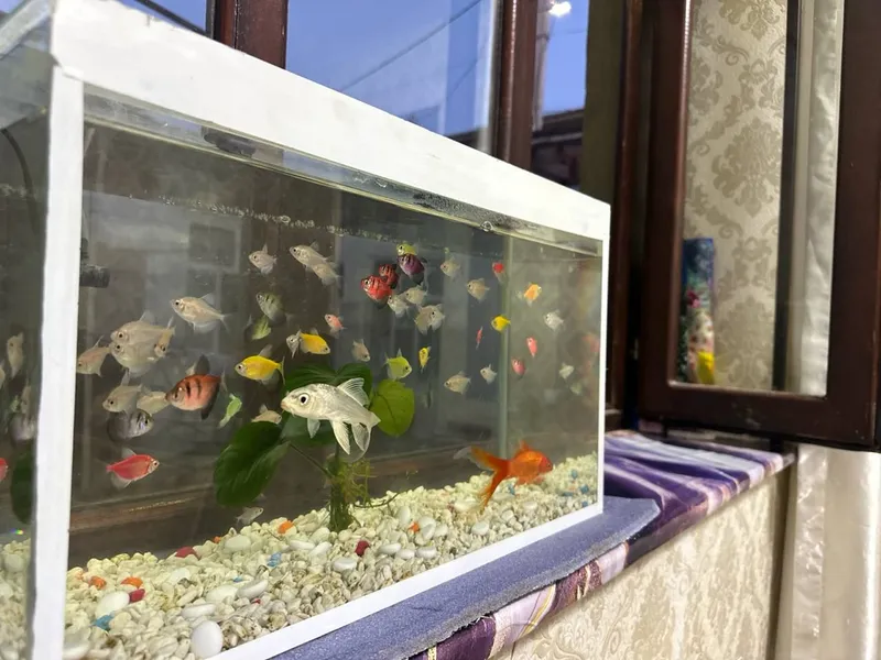 Akvarium sotiladi baliqlari bilan 2