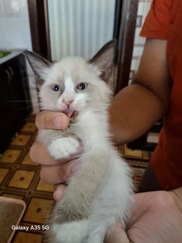 Продаются сиамские котята 6