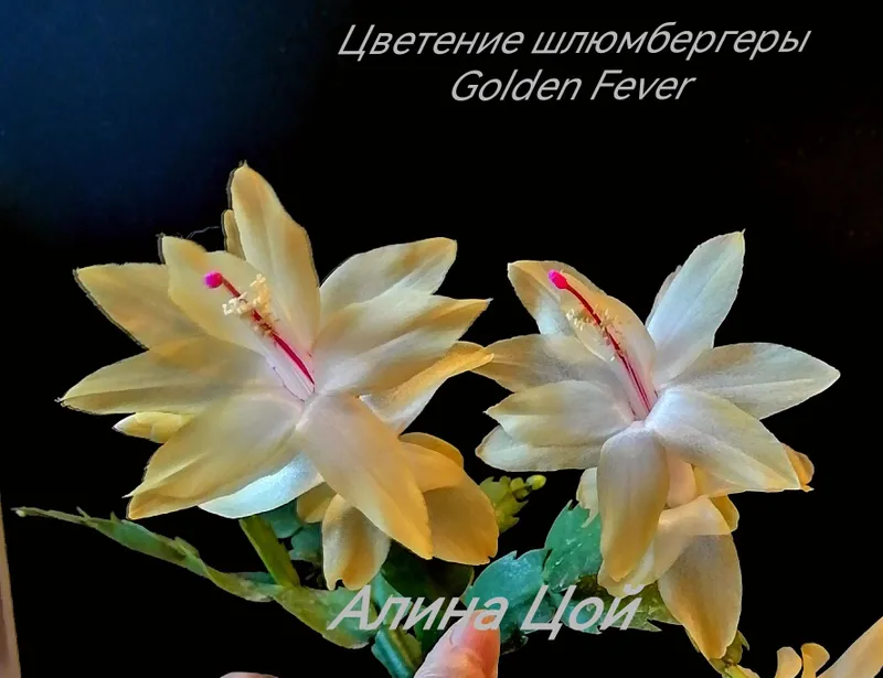Шлюмбергера (декабрист) С БУТОНАМИ, сорт Golden Fever.