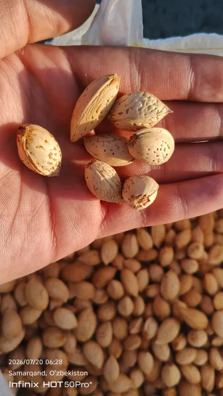 Qobiqli chuchuk bodom, quruq, 8.5kg, 65ming Qobiqli chuchuk bodom, quruq, 8.5kg, 65ming