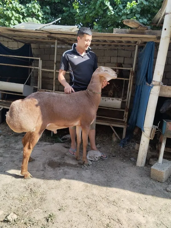 Qochqor. Avgon. Yoki arshan. Sotiladi kimga. Qizu bosa. Qozi 1 Qochqor. Avgon. Yoki arshan. Sotiladi kimga. Qizu bosa. Qozi 1