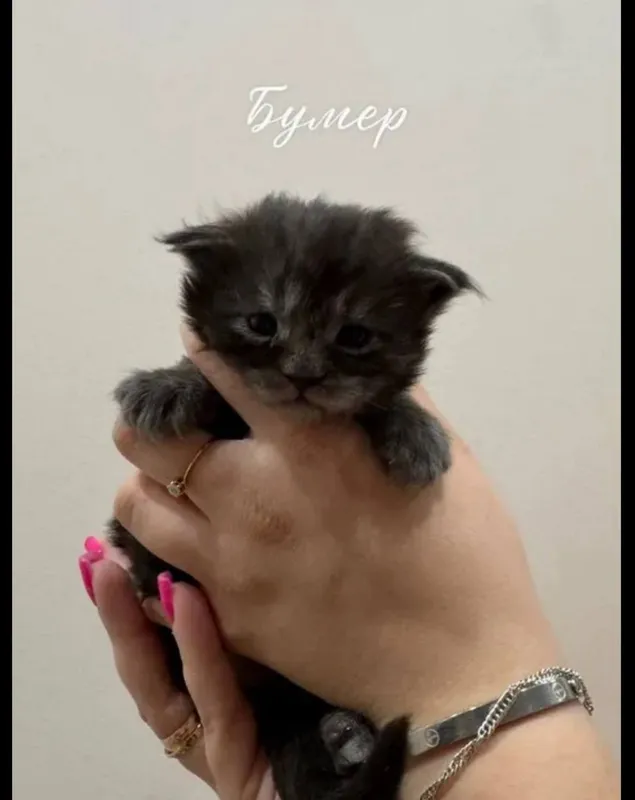 Готовы к брони котята мейнкуна 7