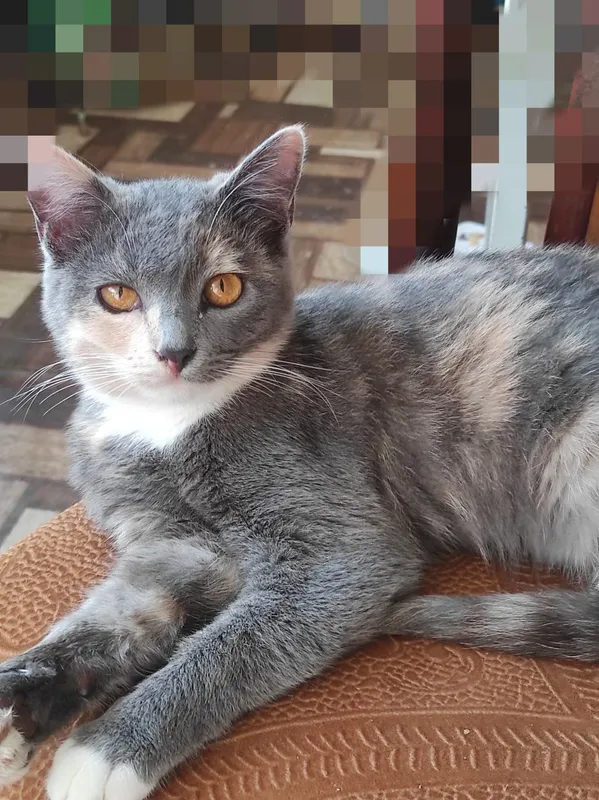 Котята в добрые руки — фото 4