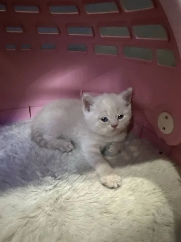 Котята Британский фолд — фото 1