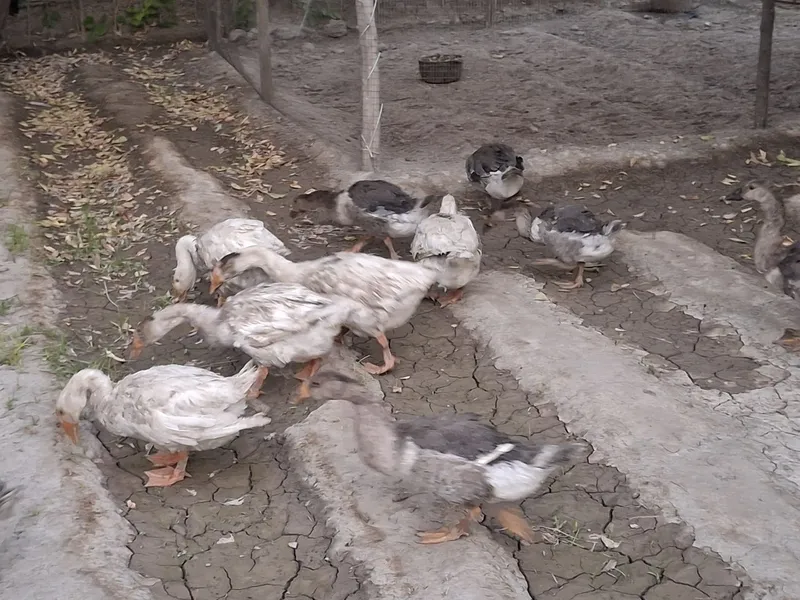 G'ozlar sotiladi 1 G'ozlar sotiladi 1
