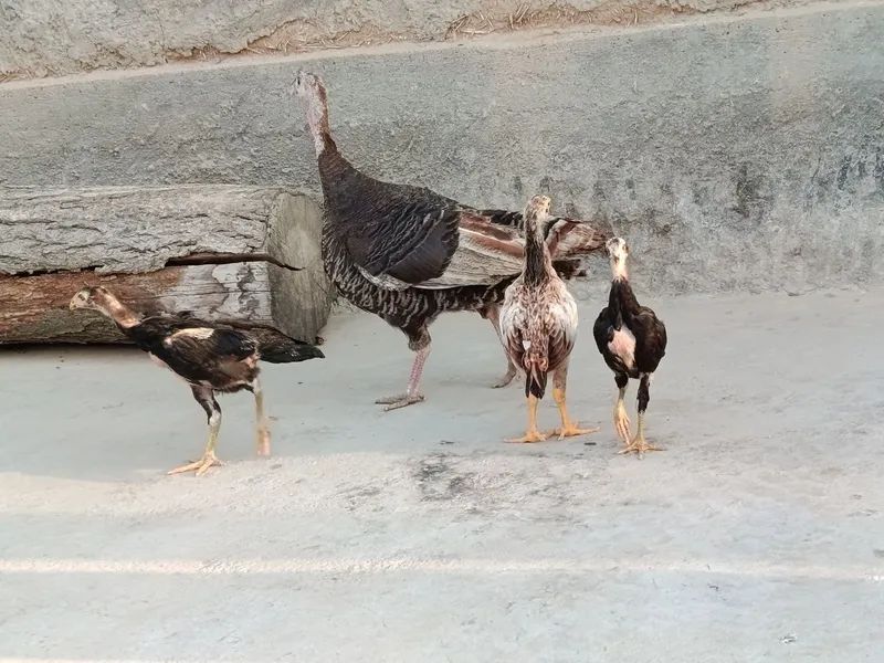 Kurka va dakan jojalari sotiladi — фото 1