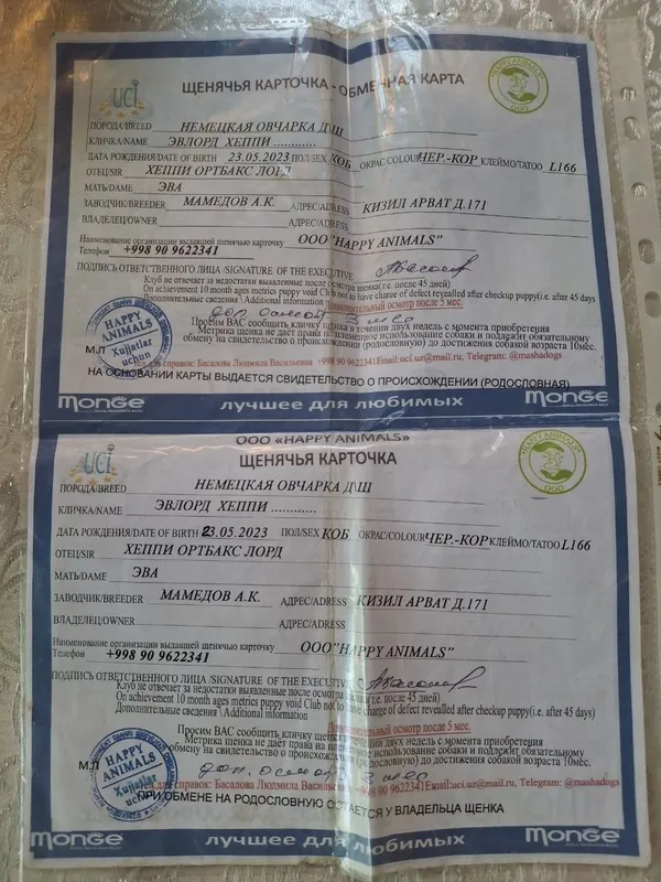 Чистый кровный немецкий афчарка продаётся 200& все документы паспорта 5 Чистый кровный немецкий афчарка продаётся 200& все документы паспорта 5