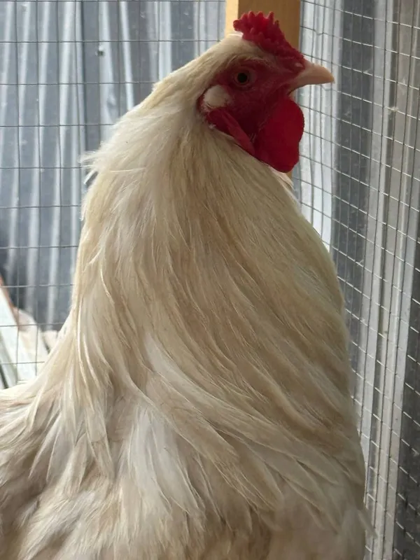 Brama xoroz sotilad 100% toza brama — фото 1