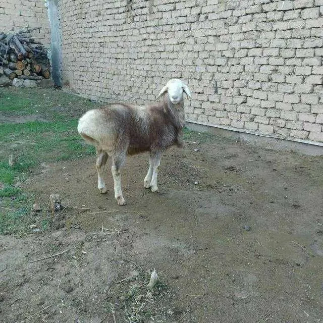 qoylar qurbonlik uchun