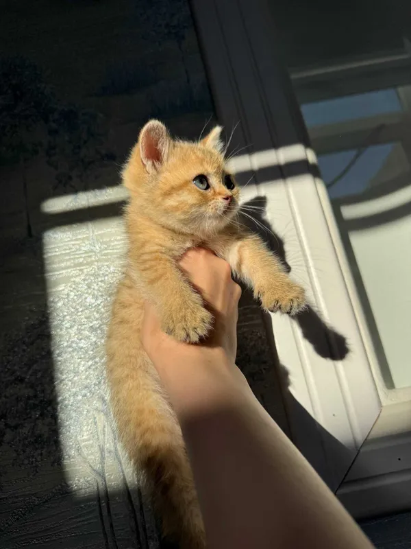 Котята Шиншиллы элитных кровей (Британцы/Шотландцы) 2 Котята Шиншиллы элитных кровей (Британцы/Шотландцы) 2