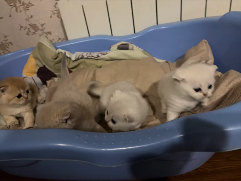 Котята 4