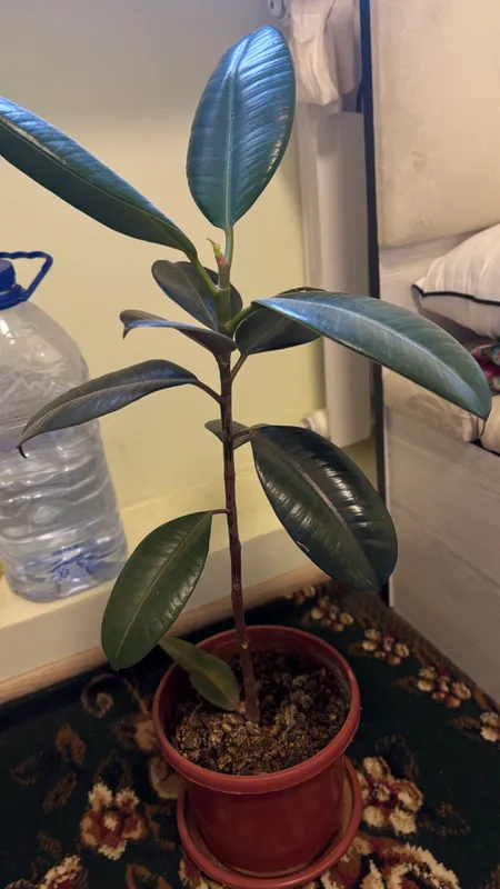 Ficus elastika 1 Ficus elastika 1