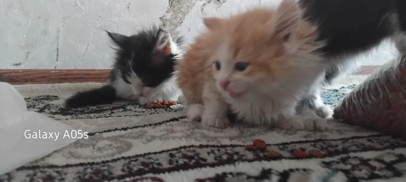 Mushukchalar mehribon qo'llarga hadiya qilinadi — фото 1