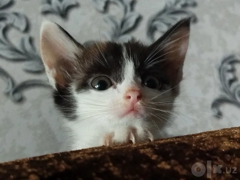 Отдам котёнка с маской Бэтмена 7 Отдам котёнка с маской Бэтмена 7