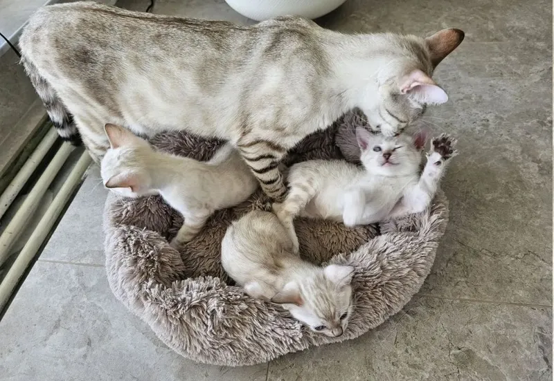 Бенгальские котята — фото 2