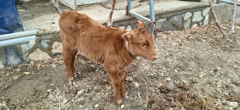 Жондор калсо олдига — фото 2