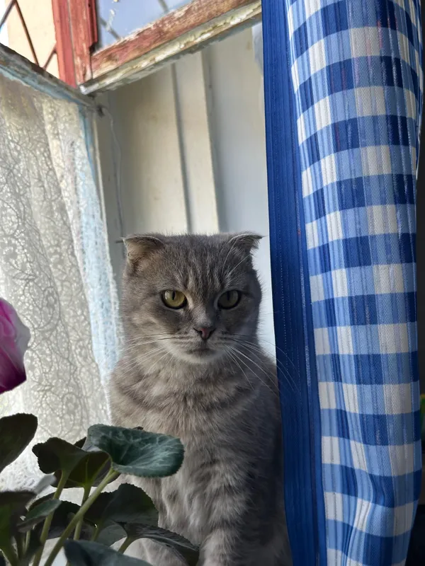 Отдам в хорошем руки кошек веслоухой породы — фото 5