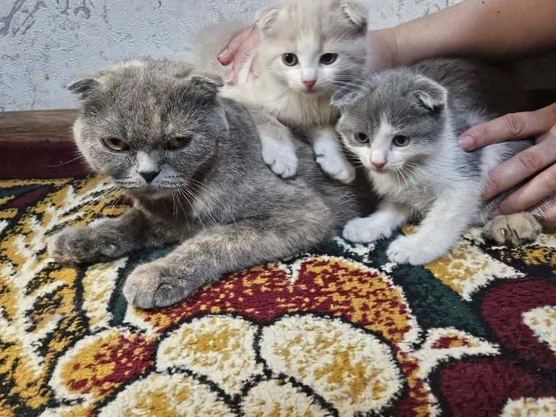 Мушуклар сотувда