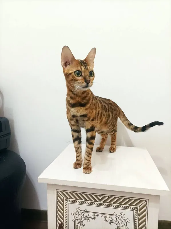 Бенгальский котенок мальчик и девушка — фото 5