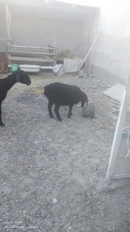 Ona bola qoʻylar bolasi qoʻchqorcha 8