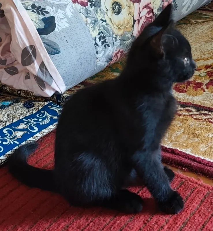 Отдам в хорошие руки котят 1