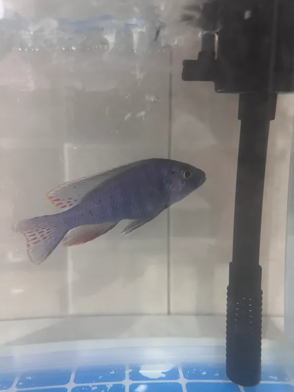 Akvarium + sotiladi filter 2