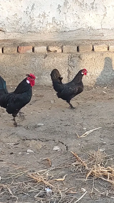 Bantam tovuq va xoʻrozi sotiladi